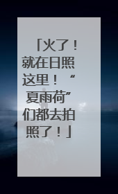火了！就在日照这里！“夏雨荷”们都去拍照了！