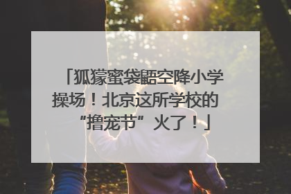 狐獴蜜袋鼯空降小学操场！北京这所学校的“撸宠节”火了！