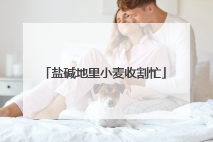 盐碱地里小麦收割忙