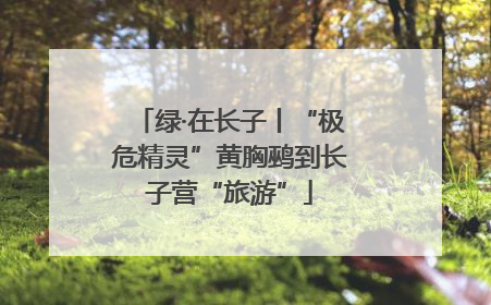 绿·在长子丨“极危精灵”黄胸鹀到长子营“旅游”