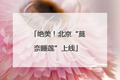 绝美！北京“莫奈睡莲”上线