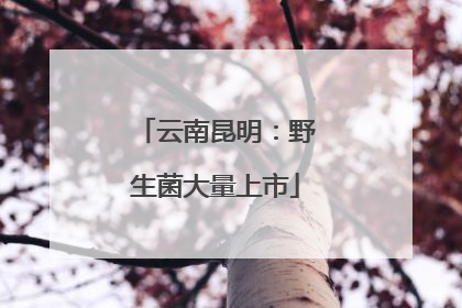 云南昆明：野生菌大量上市