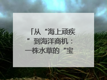 从“海上顽疾”到海洋商机：一株水草的“宝藏人生”