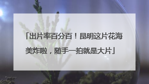 出片率百分百！昆明这片花海美炸啦，随手一拍就是大片