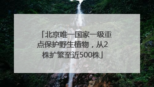 北京唯一国家一级重点保护野生植物，从2株扩繁至近500株