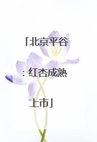 北京平谷：红杏成熟上市