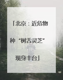 北京：近危物种“树舌灵芝”现身丰台