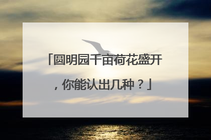 圆明园千亩荷花盛开，你能认出几种？