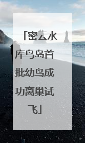 密云水库鸟岛首批幼鸟成功离巢试飞