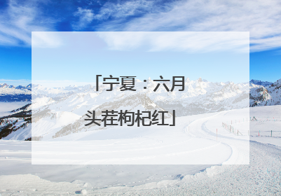 宁夏：六月头茬枸杞红