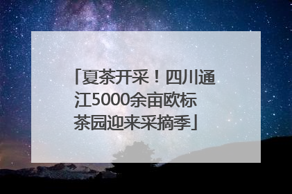 夏茶开采！四川通江5000余亩欧标茶园迎来采摘季