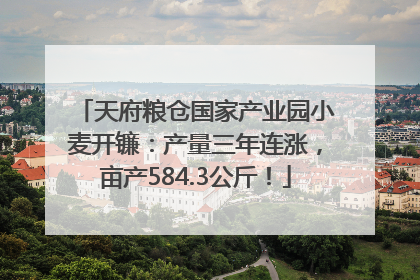 天府粮仓国家产业园小麦开镰：产量三年连涨，亩产584.3公斤！