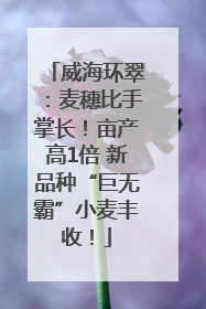 威海环翠：麦穗比手掌长！亩产高1倍 新品种“巨无霸”小麦丰收！
