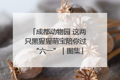 成都动物园 这两只黑猩猩萌宝陪你过“六一”｜图集
