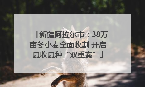 新疆阿拉尔市：38万亩冬小麦全面收割 开启夏收夏种“双重奏”
