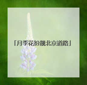 月季花扮靓北京道路