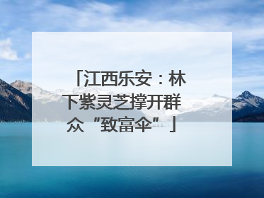 江西乐安：林下紫灵芝撑开群众“致富伞”