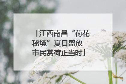 江西南昌“荷花秘境”夏日盛放 市民赏荷正当时