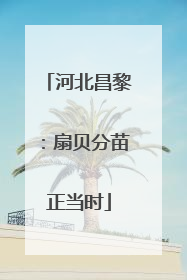 河北昌黎：扇贝分苗正当时