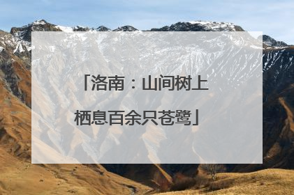 洛南：山间树上栖息百余只苍鹭