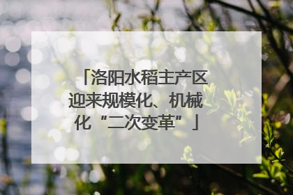 洛阳水稻主产区迎来规模化、机械化“二次变革”