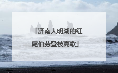 济南大明湖的红尾伯劳登枝高歌