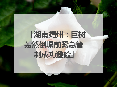 湖南靖州：巨树轰然倒塌前紧急管制成功避险