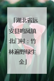 湖北省远安县鸣凤镇北门村：竹林遍野绿生金