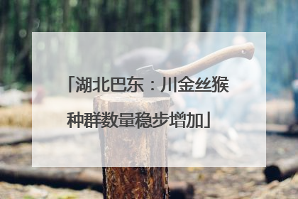 湖北巴东：川金丝猴种群数量稳步增加