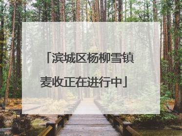 滨城区杨柳雪镇麦收正在进行中