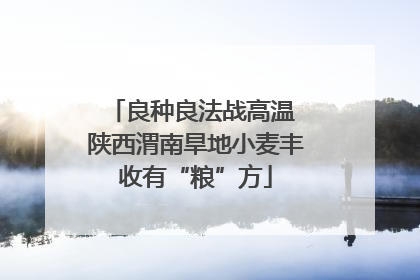 良种良法战高温 陕西渭南旱地小麦丰收有“粮”方