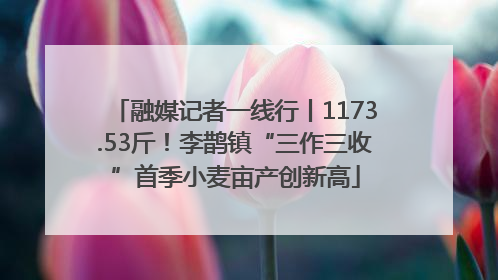 融媒记者一线行丨1173.53斤！李鹊镇“三作三收”首季小麦亩产创新高
