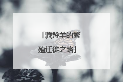 藏羚羊的繁殖迁徙之路