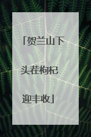 贺兰山下 头茬枸杞迎丰收
