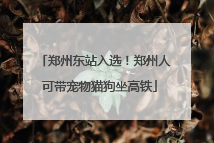 郑州东站入选！郑州人可带宠物猫狗坐高铁