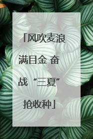 风吹麦浪满目金 奋战“三夏”抢收种