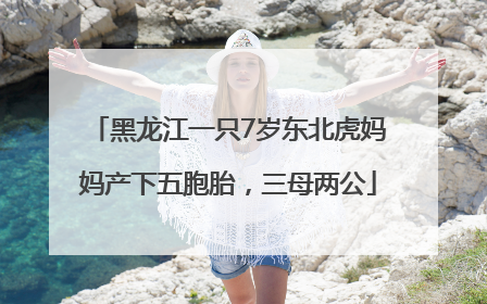 黑龙江一只7岁东北虎妈妈产下五胞胎，三母两公