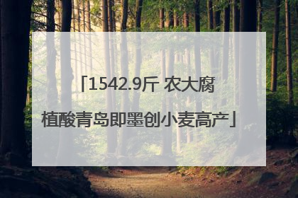 1542.9斤 农大腐植酸青岛即墨创小麦高产