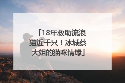 18年救助流浪猫近千只！冰城蔡大姐的猫咪情缘